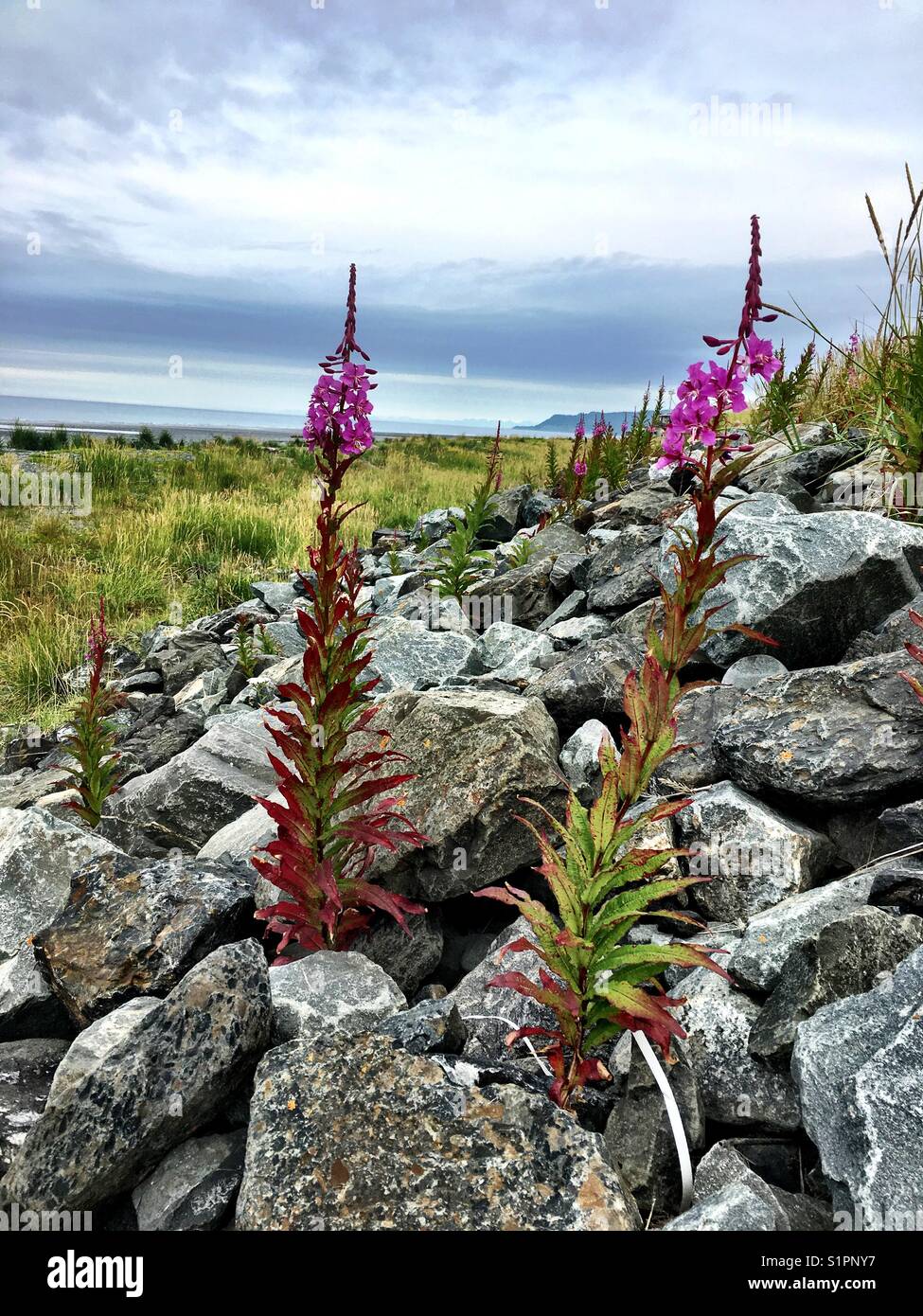 Fireweed entlang der Küste wachsenden in Homer, Alaska. Stockfoto