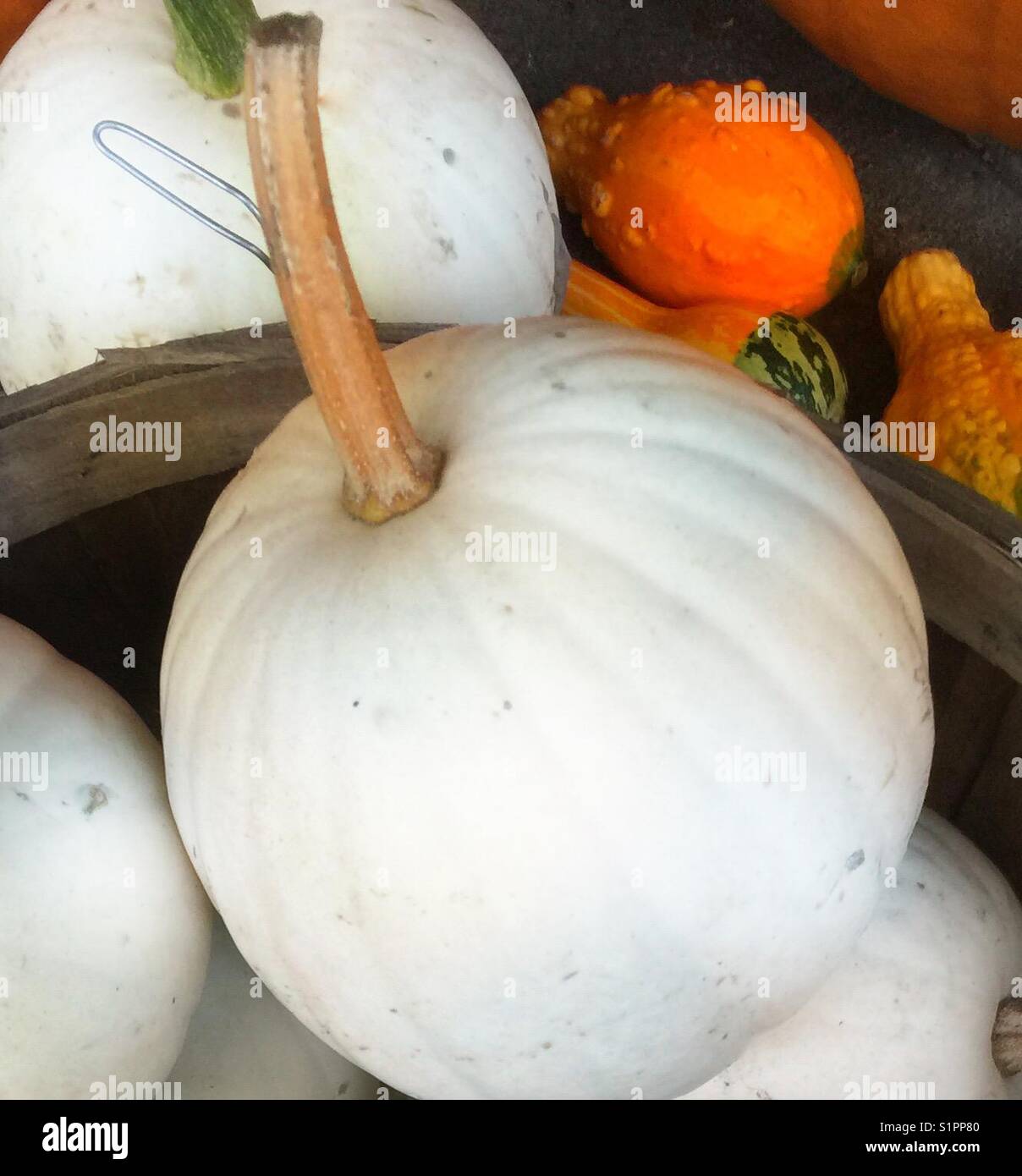 Weiße Kürbisse und orange, gelbe und grüne Kürbisse, Hinweise auf eine verwitterte Scheffel, ernte noch leben Stockfoto