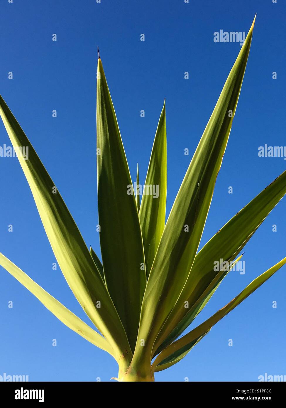 Niedrigen Winkel Ansicht einer Palme - Smartphone-aufgenommenes Stockfoto