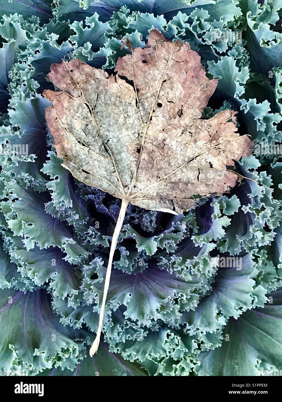 herbstliche Stillleben Stockfoto