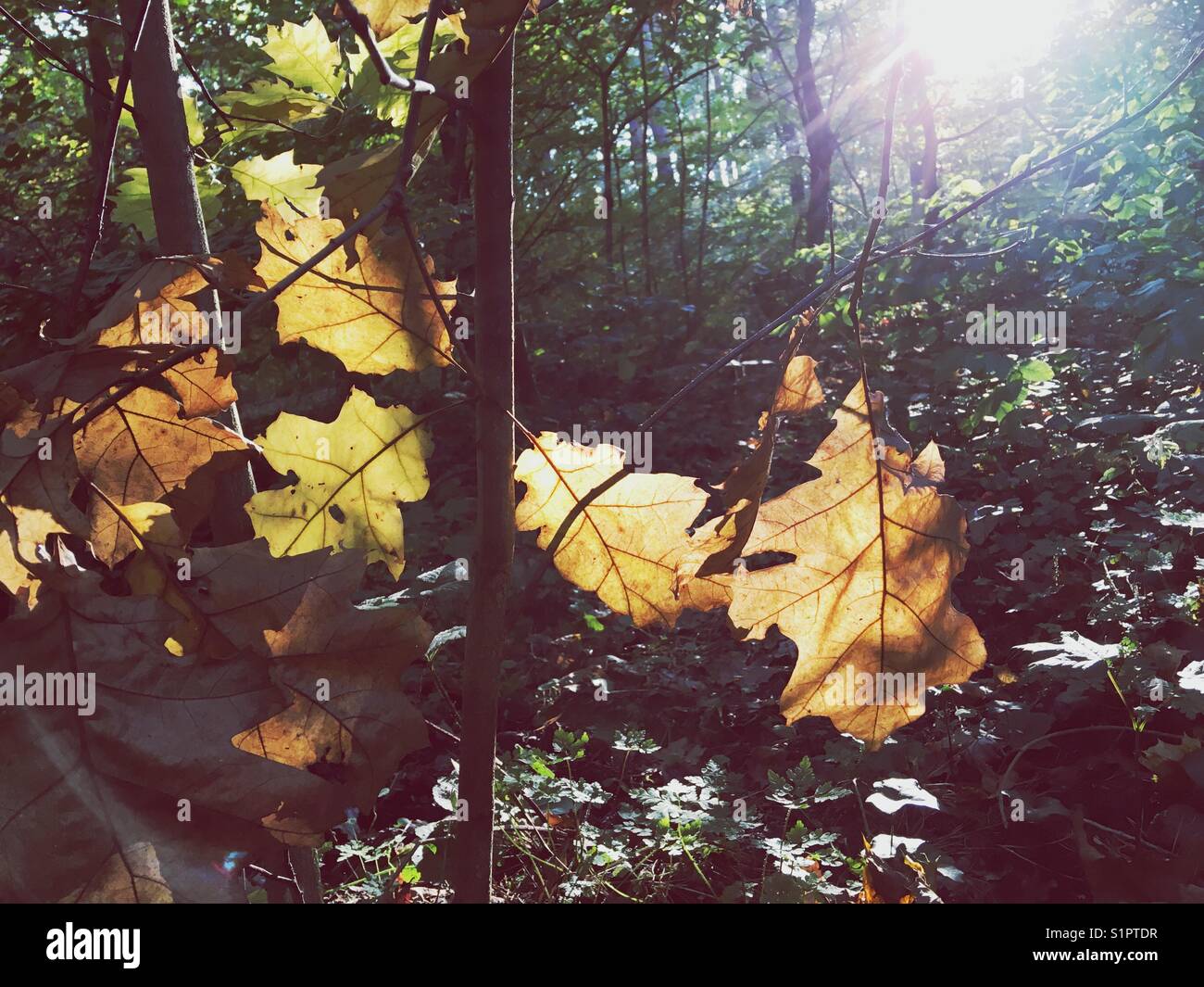 Geht am späten Nachmittag eines sonnigen Herbsttages Stockfoto