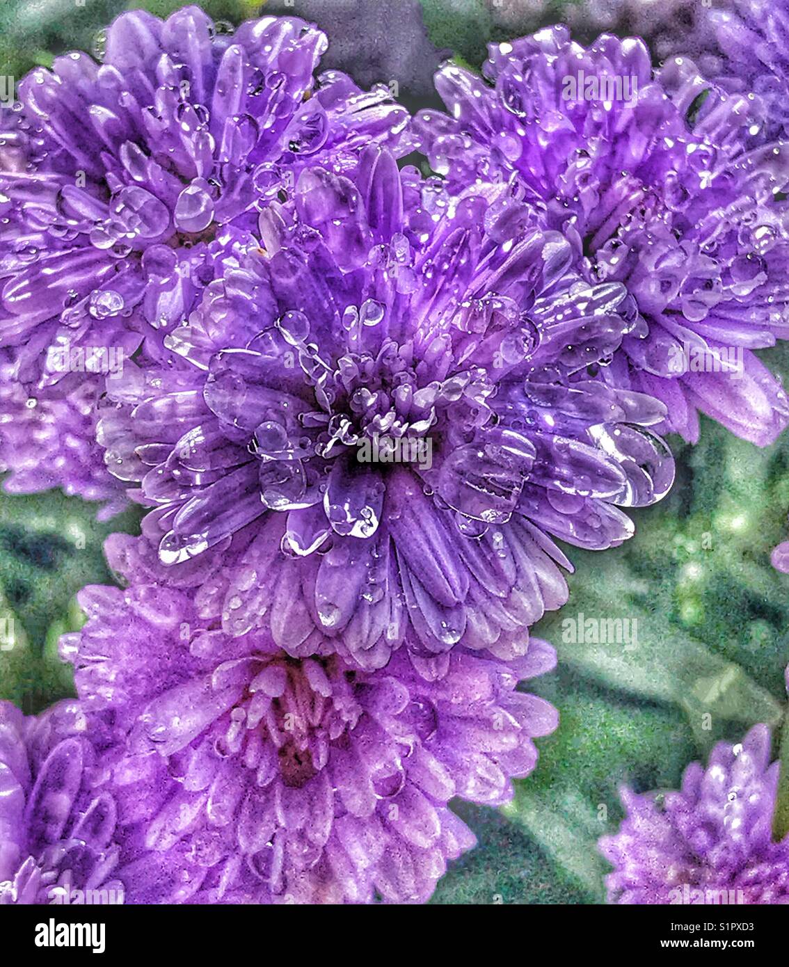 Lila Henry aster Blüten mit Wassertröpfchen und symphyotrichum novi-belgii Stockfoto