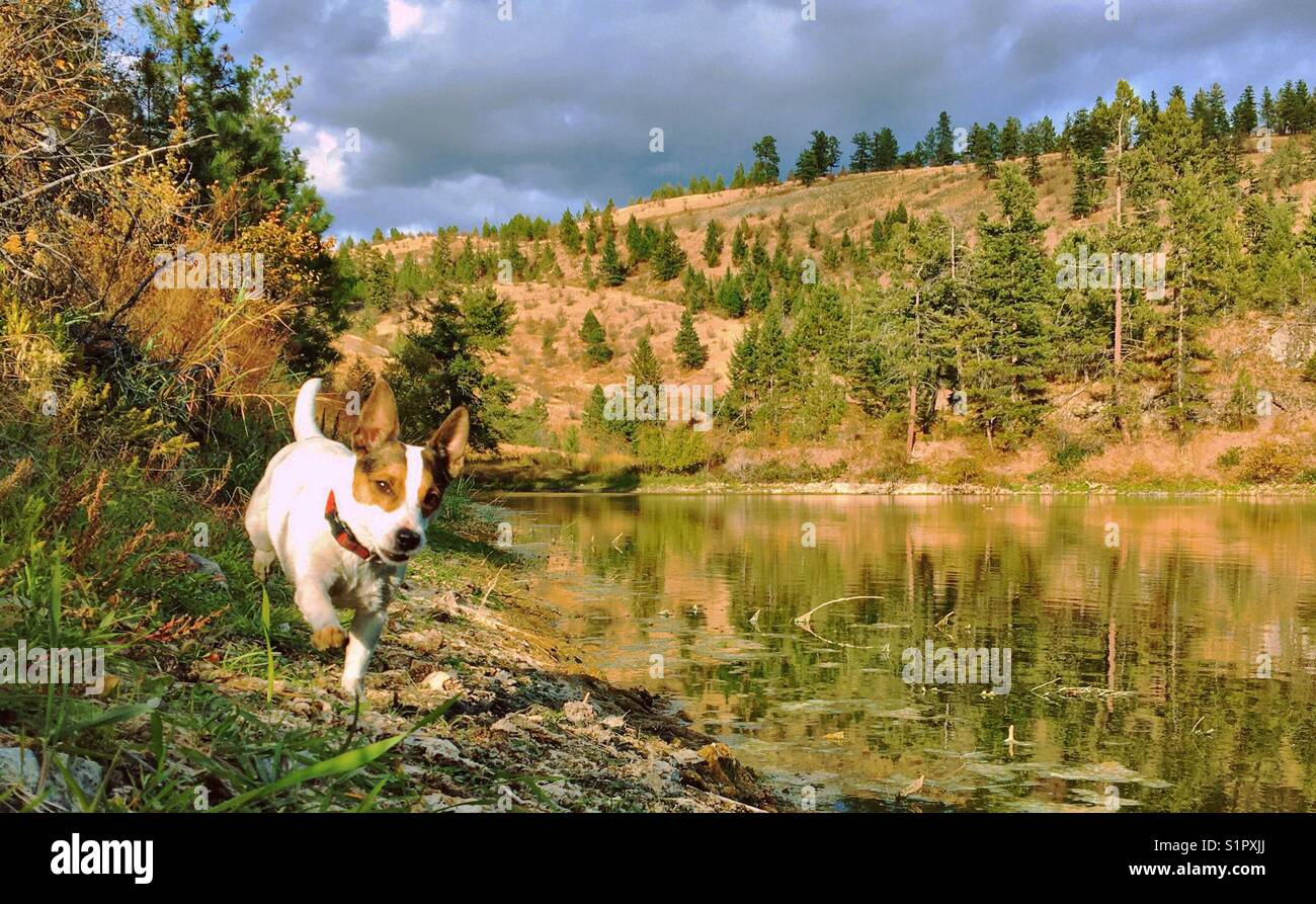 Hund läuft an einem sonnigen Tag am Seeufer entlang. - Smartphone-aufgenommenes Stockfoto