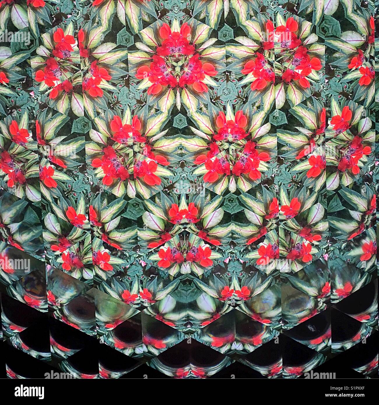 Blumen wie durch ein Kaleidoskop betrachtet. Stockfoto