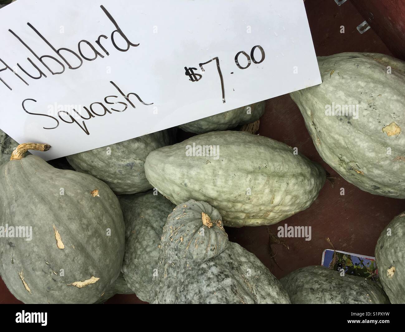 Hubbard Squash in Farmer's Market Stockfoto