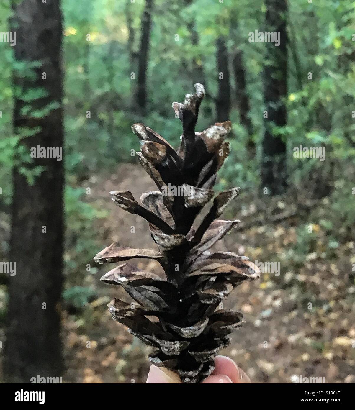 Nahaufnahme eines Pine Cone in einem Wald mit Schwerpunkt auf den Vordergrund an einem sonnigen Herbsttag. Stockfoto