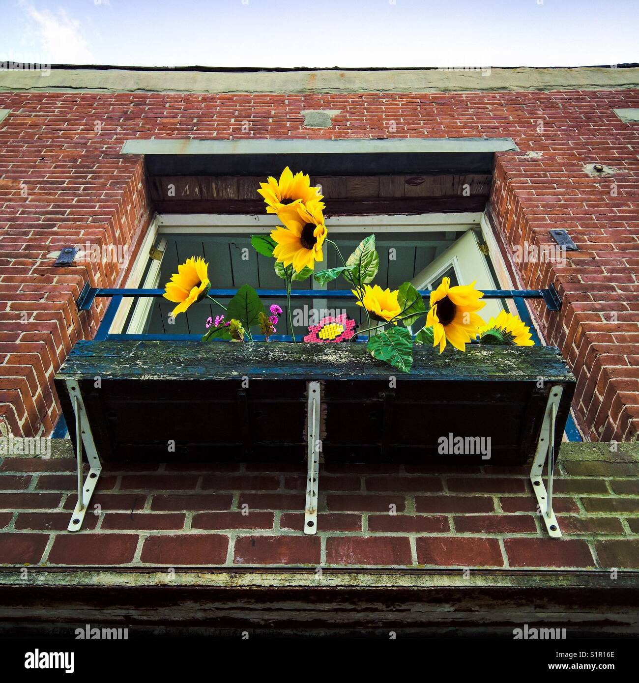Sonnenblumen der Balkon eines roten Backstein Haus in Long Island City in Queens, New York, Dekorieren - Smartphone-aufgenommenes Stockfoto