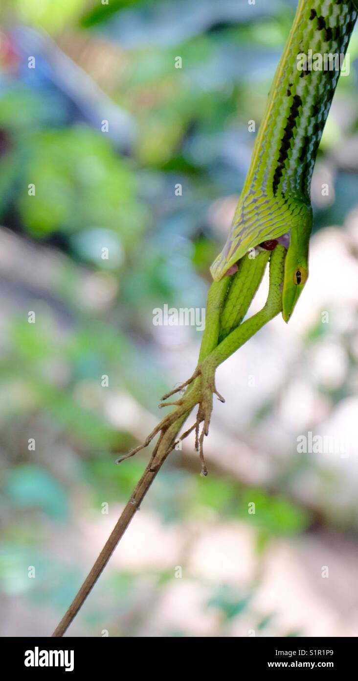 Wilde Schlange Stockfoto