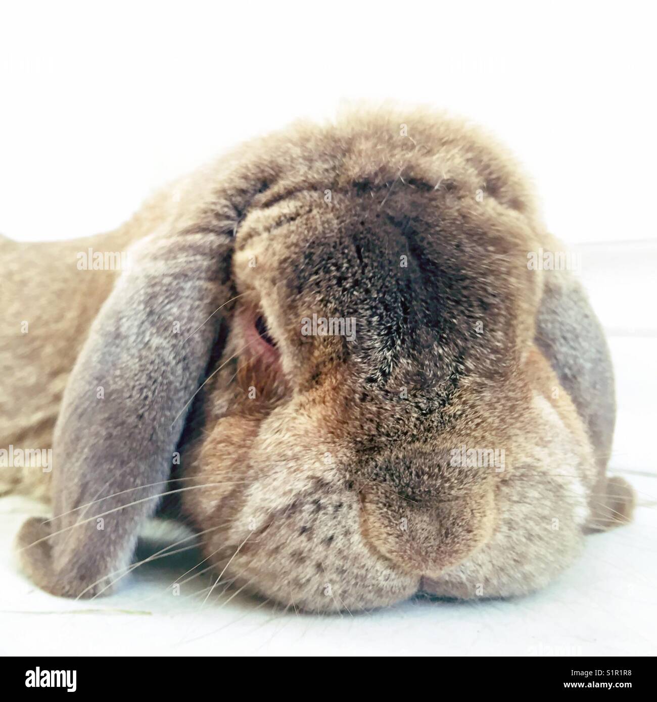 Großaufnahme des französischen Lop Bunny-Gesichts - Smartphone-aufgenommenes Stockfoto