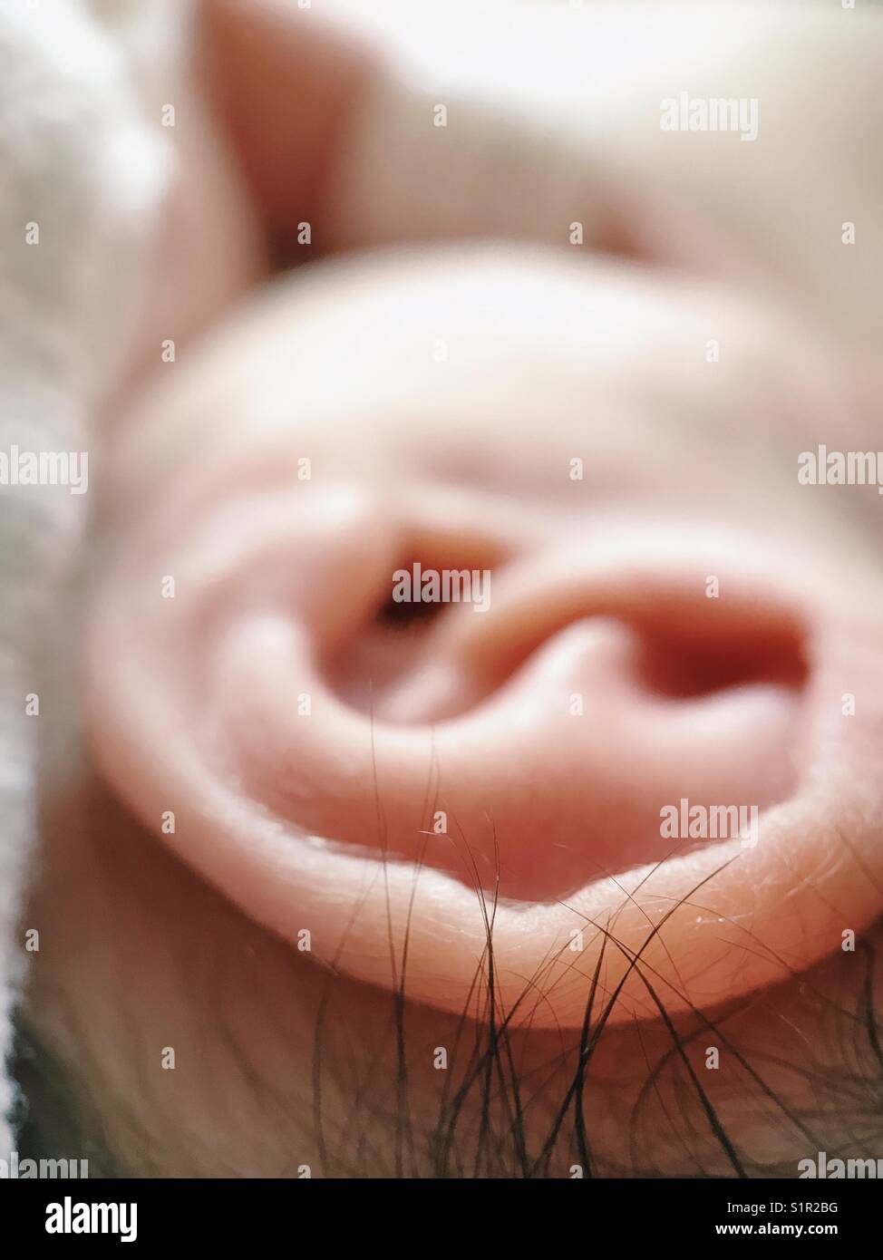 Makro eines Neugeborenen-Ohres mit dunklen Haarsträhnen. Stockfoto