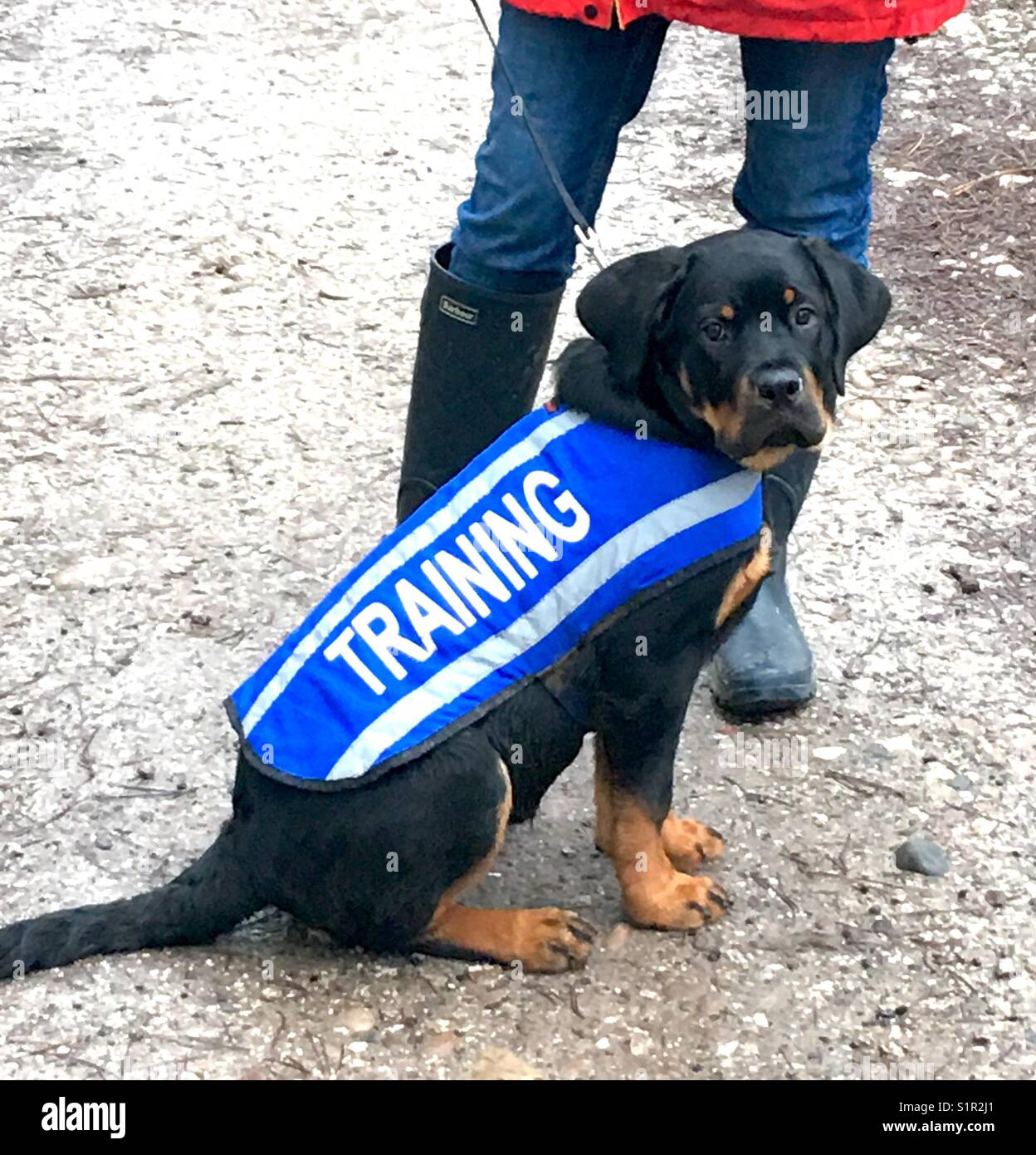 Weibliche Rottweiler Welpen in der Ausbildung Cannock Chase England 2017 Stockfoto