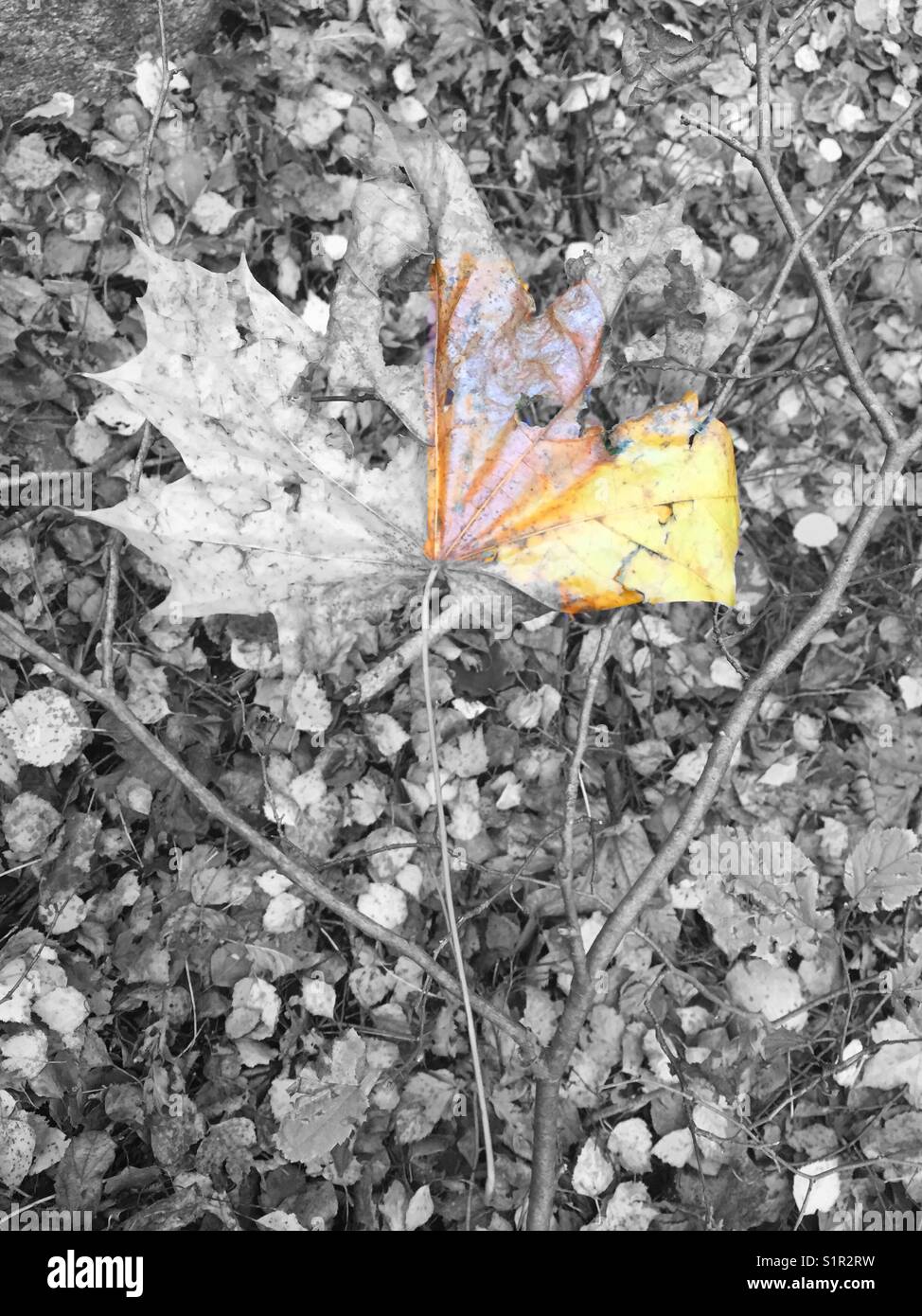 Teilweise coloreed Herbst führen. Stockfoto
