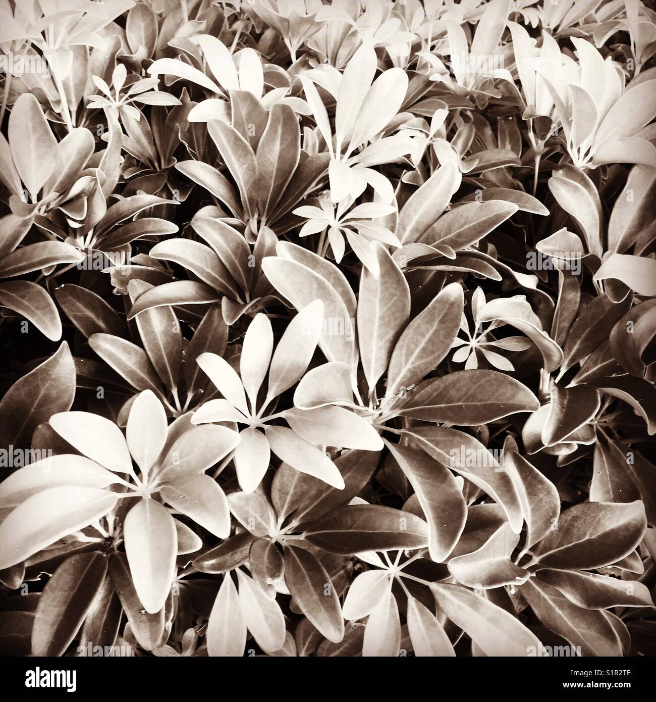 Pflanzen in Sepia Stockfotografie - Alamy