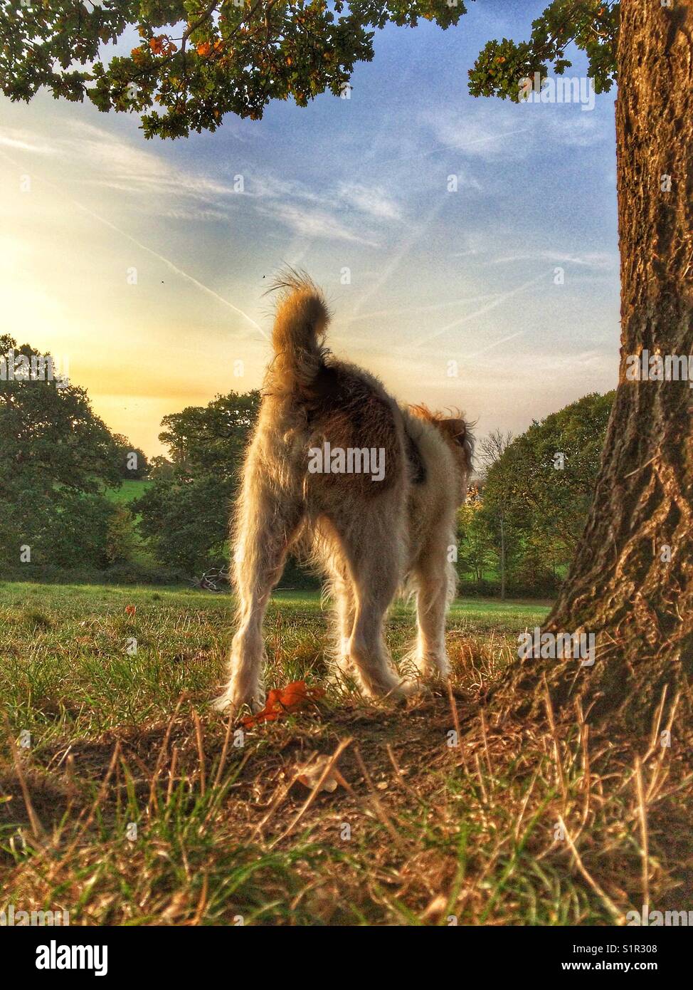 Hund auf dem Spaziergang Vermessung Feld Stockfoto