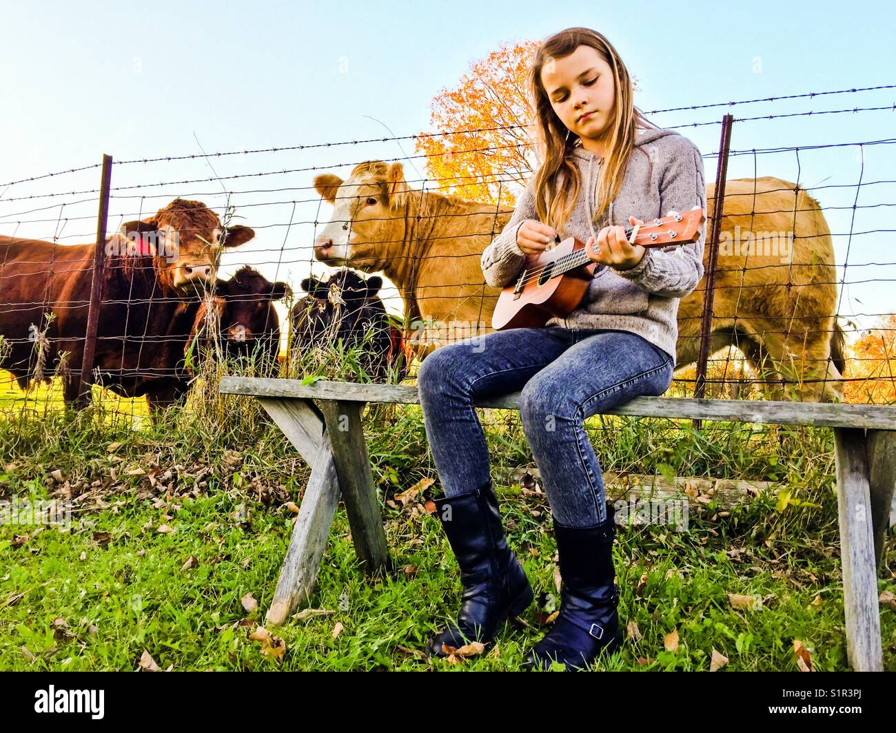 Mädchen spielen Ukulele, während Kühe sehen und hören Stockfoto