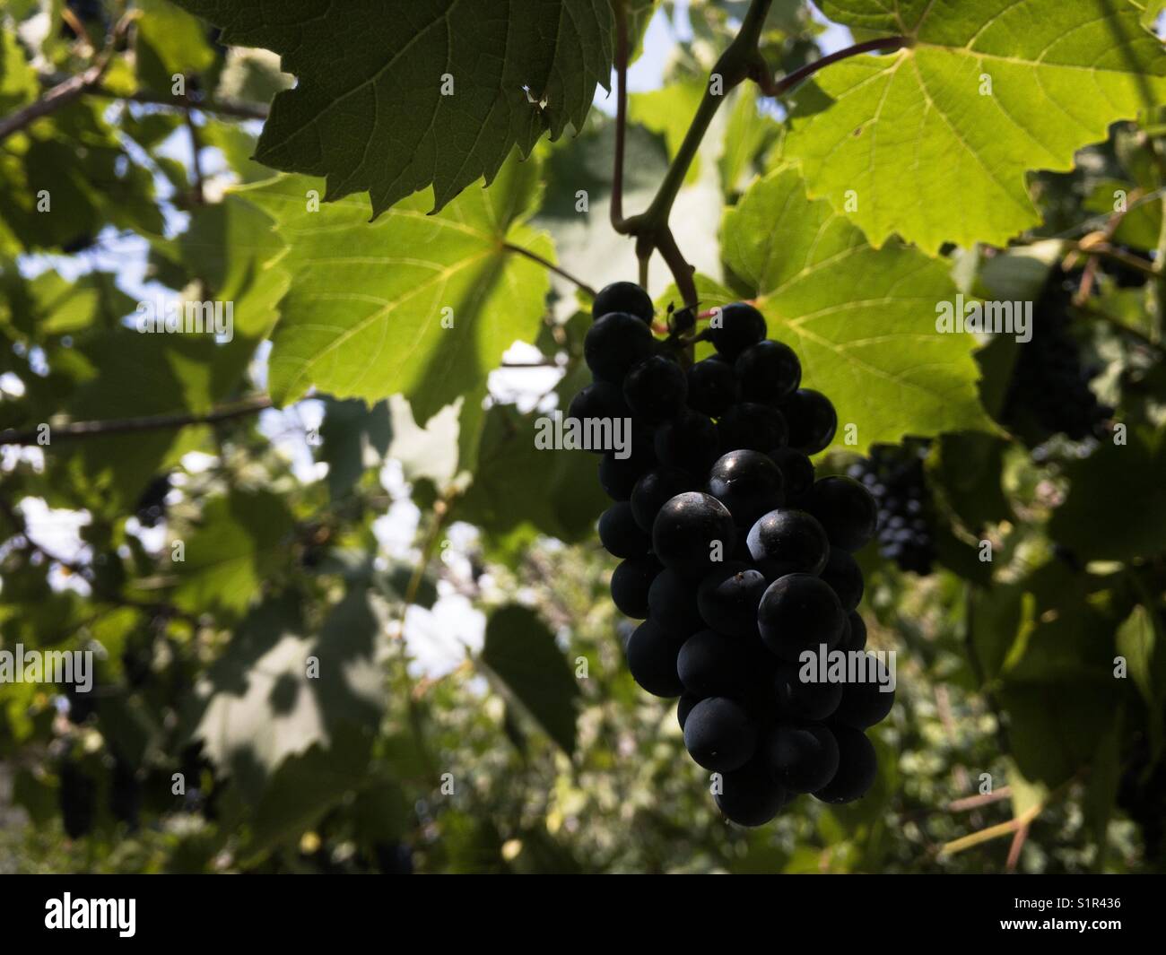 Trauben im Garten - Smartphone-aufgenommenes Stockfoto