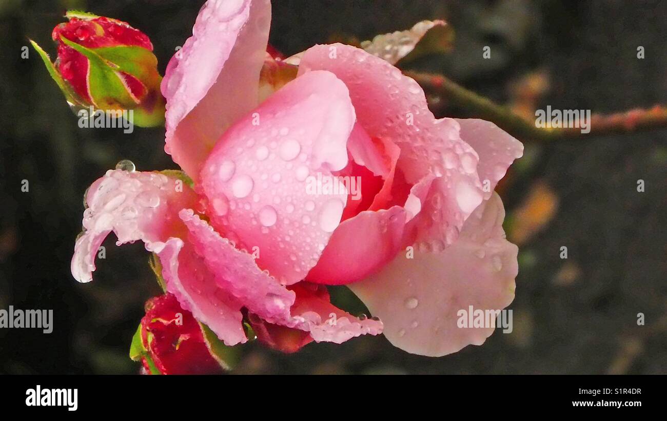 Regentropfen fallen und machen es sehr gut! - Smartphone-aufgenommenes Stockfoto