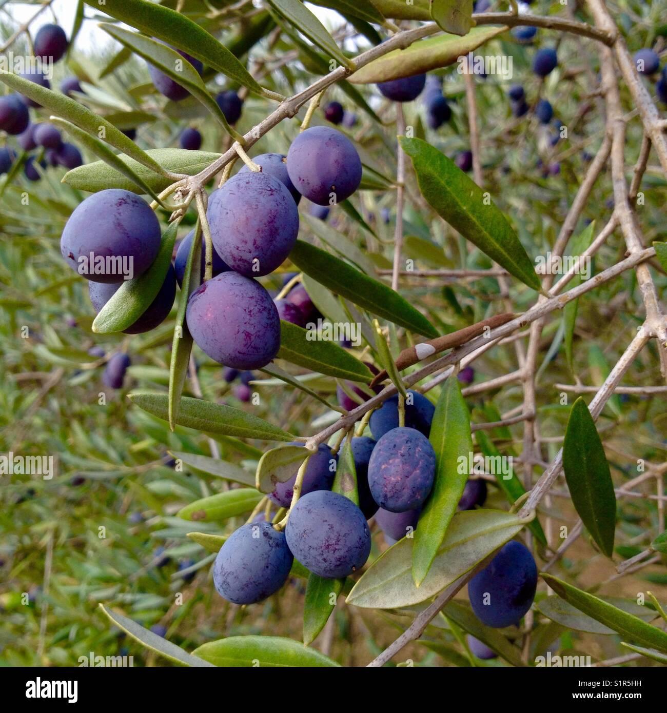 Gibt Es Schwarze Oliven Am Baum