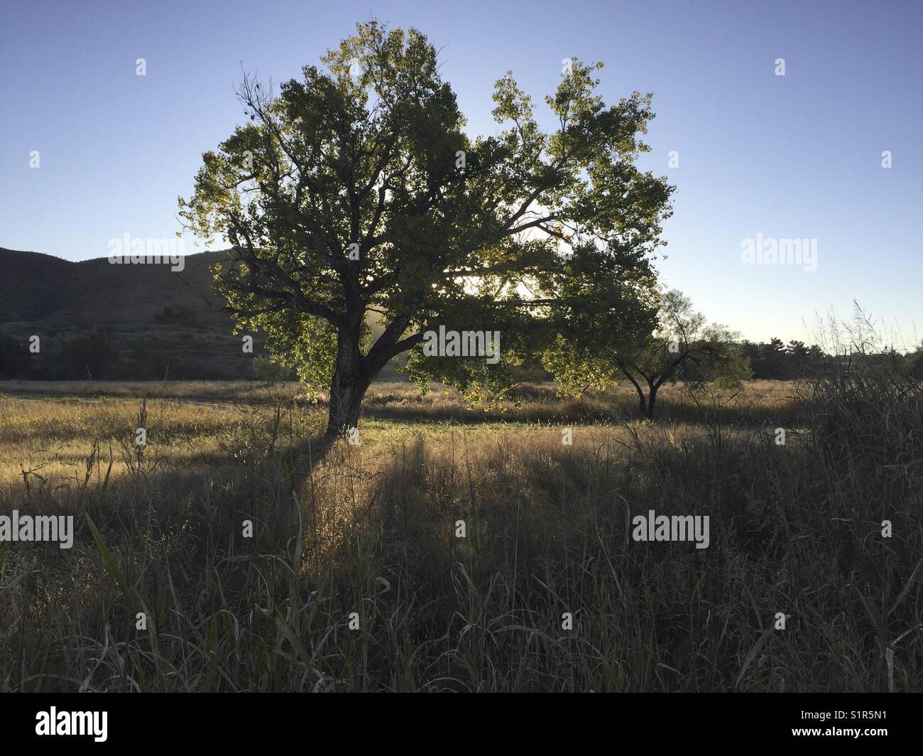 Sunrise Hintergrundbeleuchtung ein Baum in kokernot Park, alpine, West Texas. Stockfoto