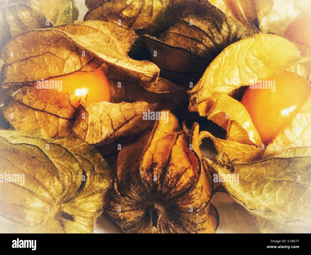 Kap Stachelbeeren, Physalis rubro, riesige Boden Kirsche, golden Berry, Stockfoto