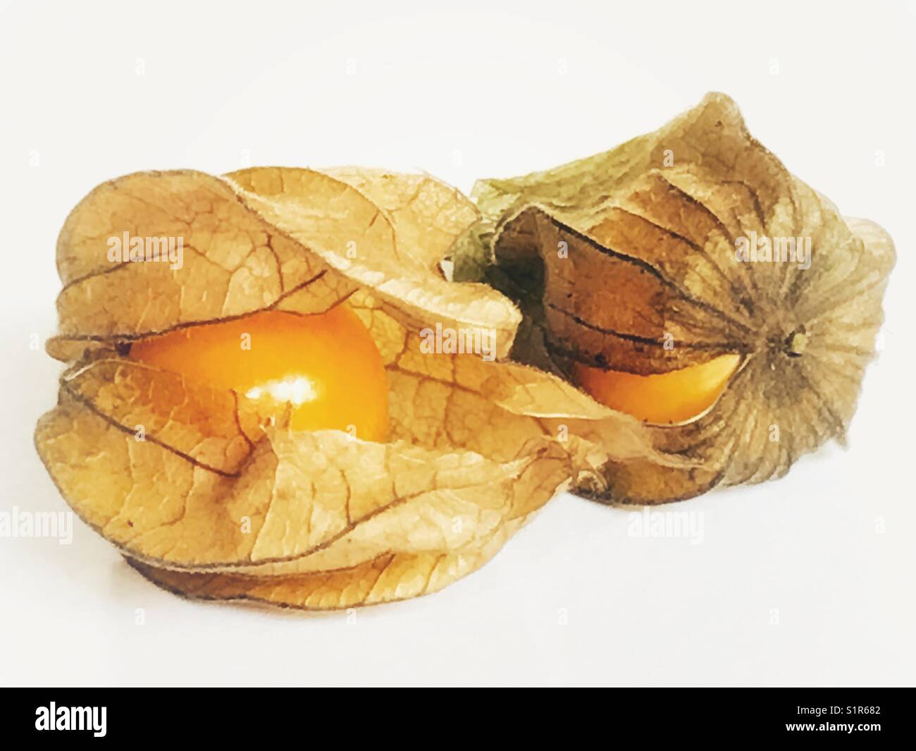 Kap Stachelbeeren, Physalis rubro, riesige Boden Kirsche, golden Berry, Stockfoto