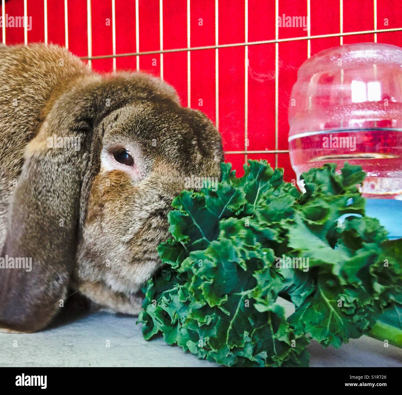 Französische lop Bunny rabbit Grünkohl essen Stockfoto