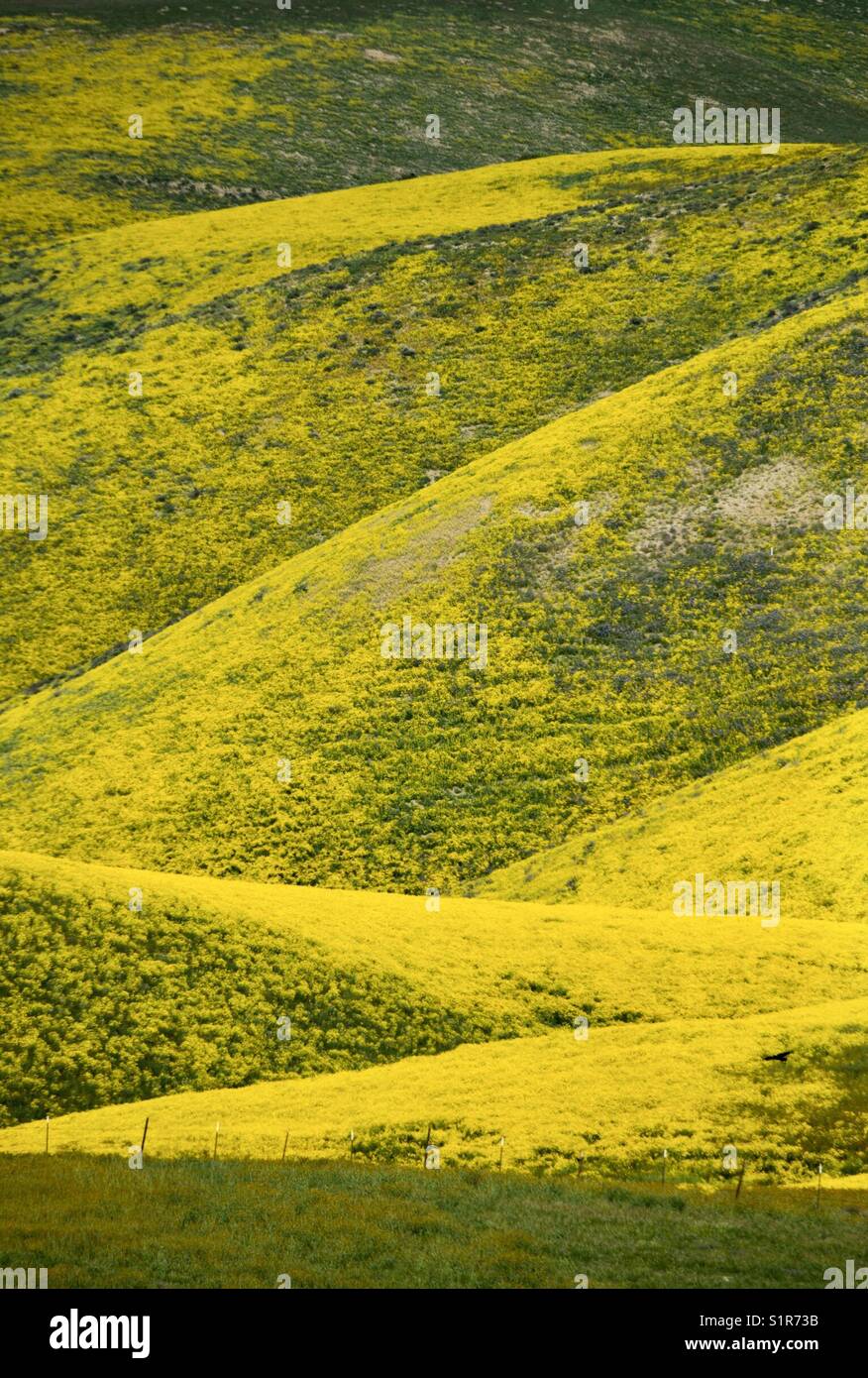 Hangdaisies, gelbe Blumen im Frühling, Carrizo Plain, Kalifornien Stockfoto