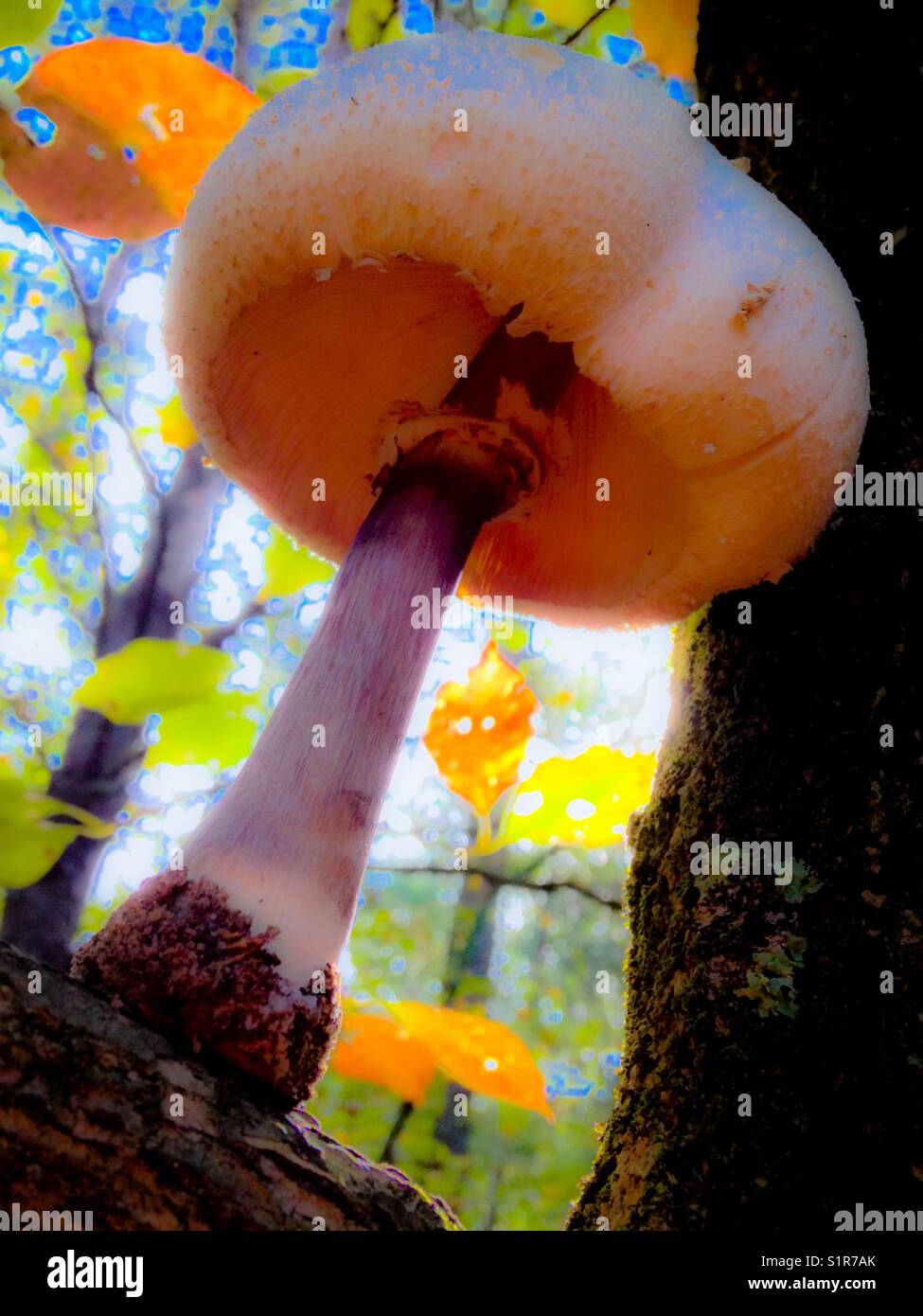 Agaricus bisporus im Baum - Smartphone-aufgenommenes Stockfoto
