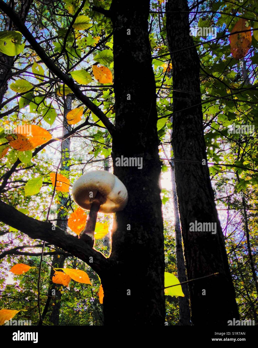 Champignonpilz im Baum mit bunten Herbstblättern - Smartphone-aufgenommenes Stockfoto