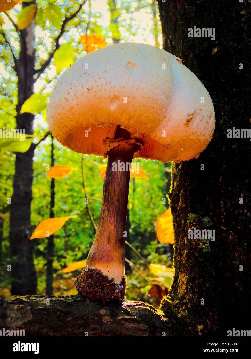 Weißer Pilz im Baum - Smartphone-aufgenommenes Stockfoto