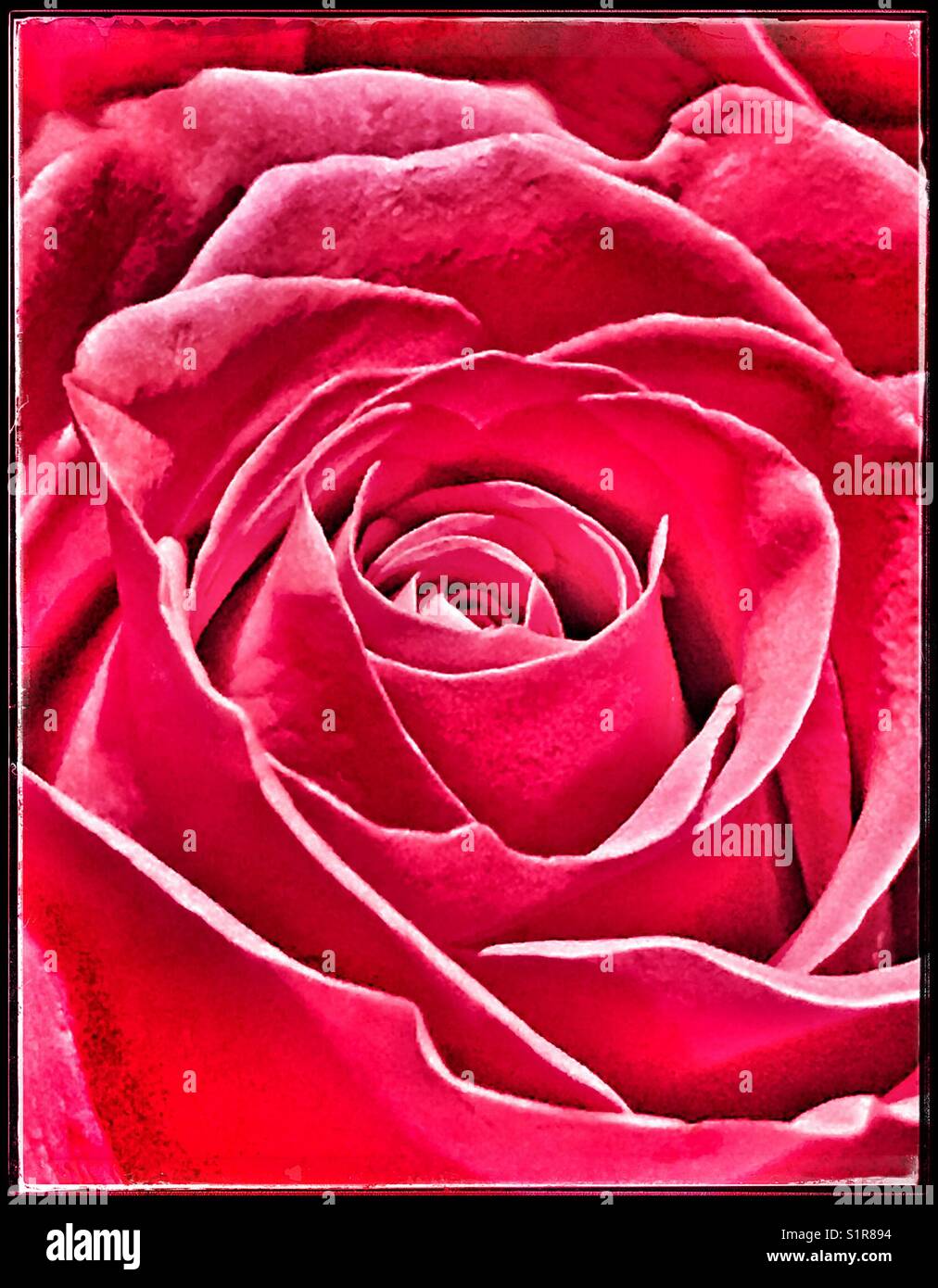 Rosa Rose in dramatischer Beleuchtung Stockfoto