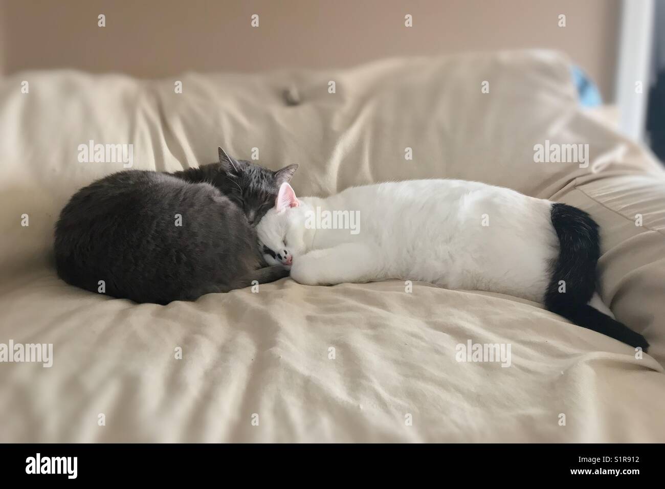 Zwei Katzen schlafen zusammen. Stockfoto