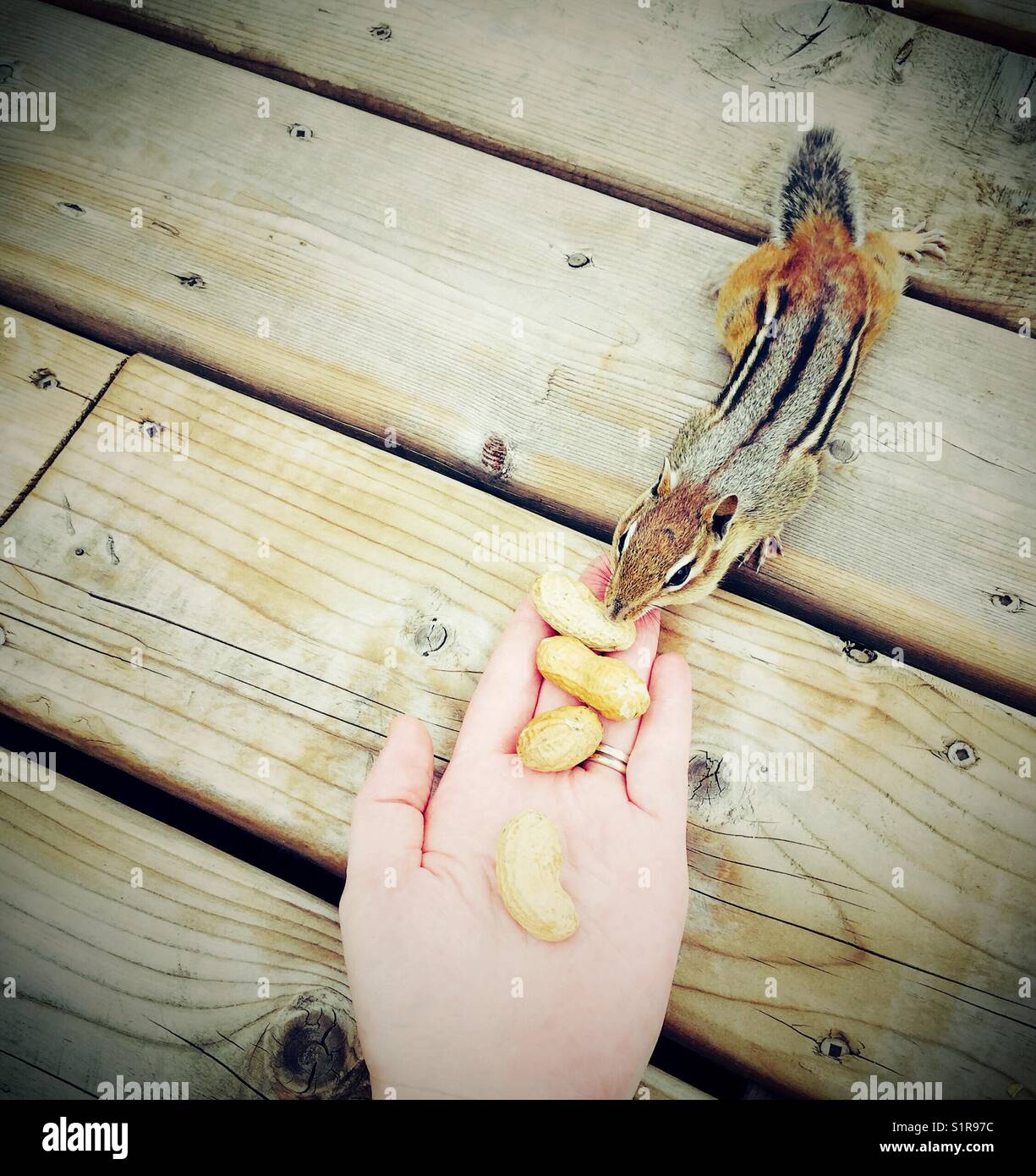 Hackmunk nimmt eine Erdnuss aus menschlicher Hand auf Holzdeck - Smartphone-aufgenommenes Stockfoto