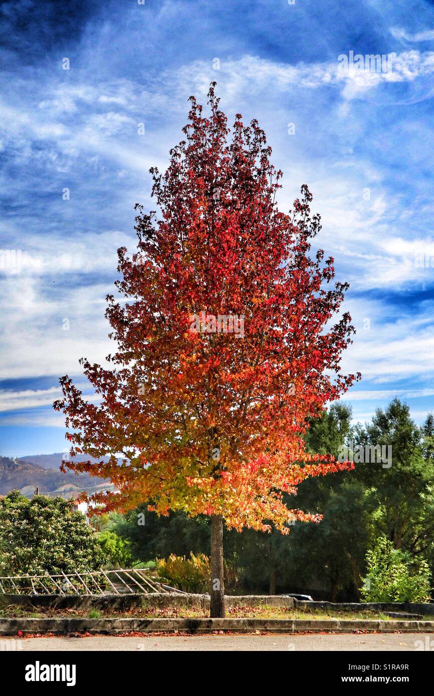 Baum mit roten und orangen Blättern. Stockfoto