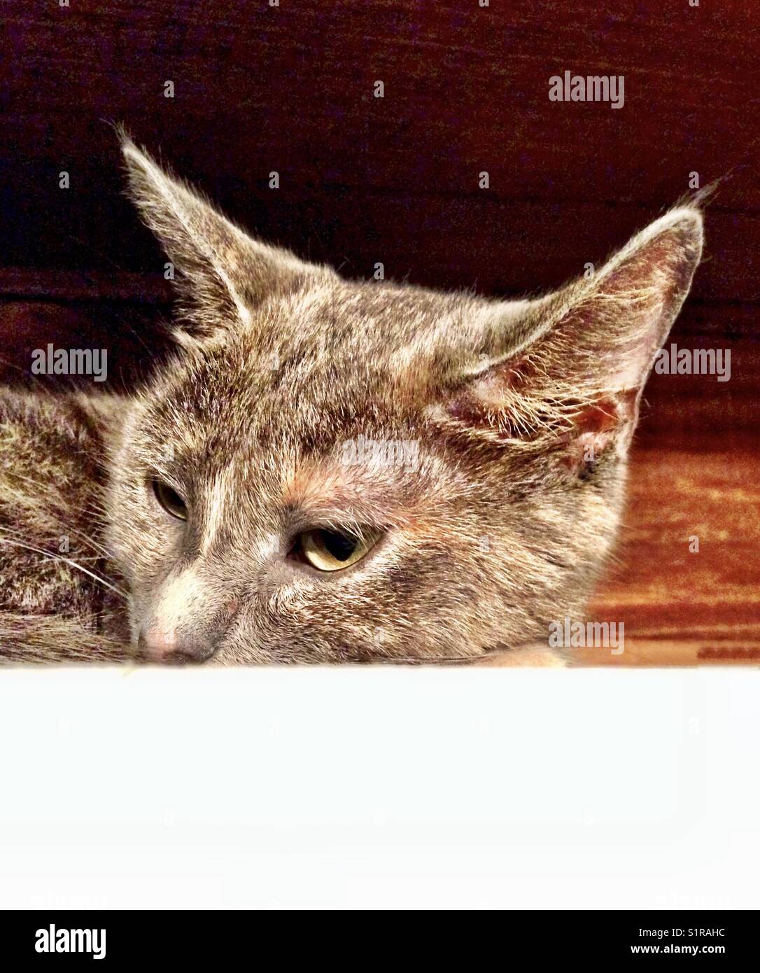 Süsse kleine graue und beigefarbene Schildpatt (schildpatt) Cat Stockfoto