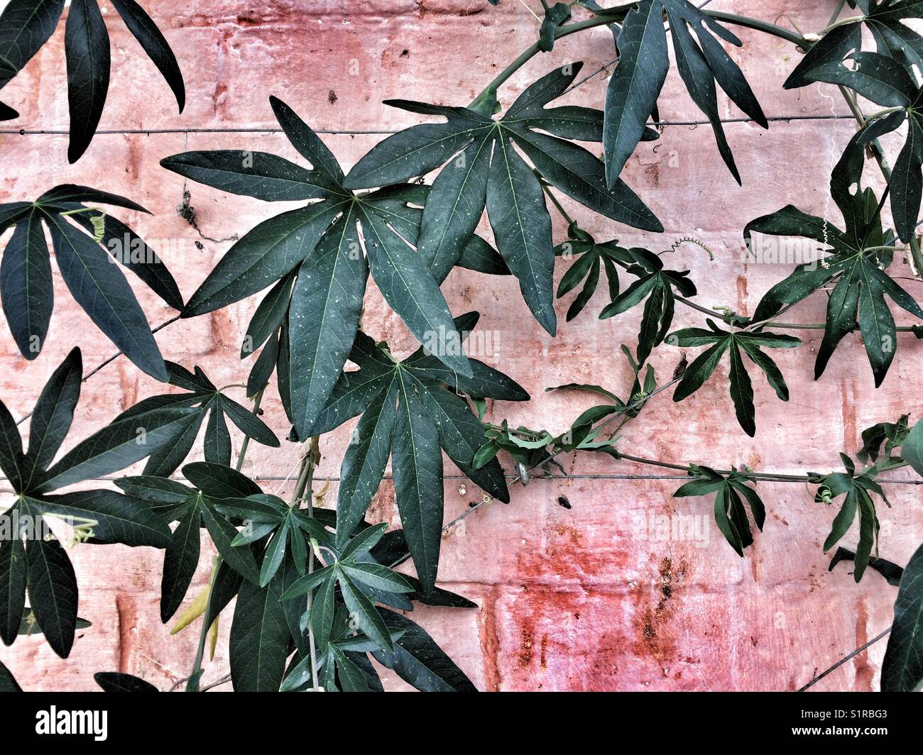 Eine kletternde Pflanze auf einen Wintergarten an der Wand Stockfoto