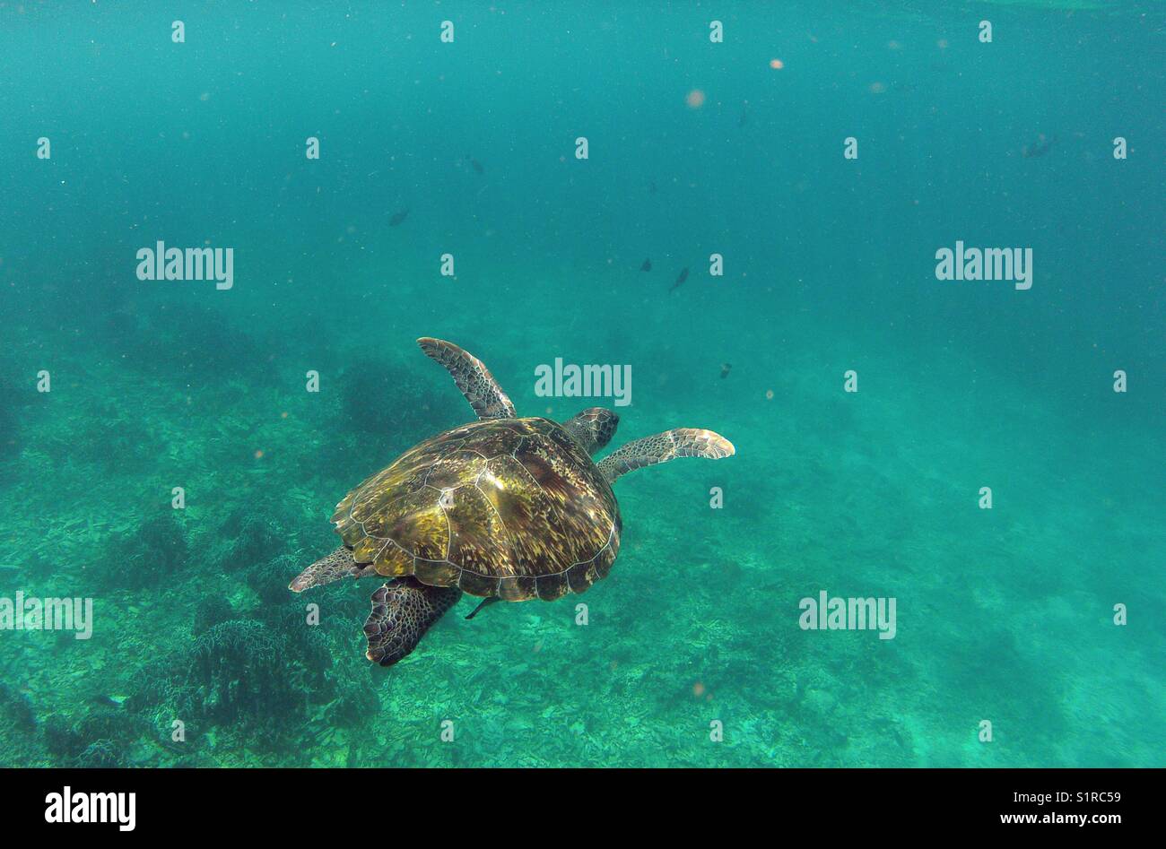 Grüne Meeresschildkröten schwimmen im tiefen tropischen Meeres Stockfoto