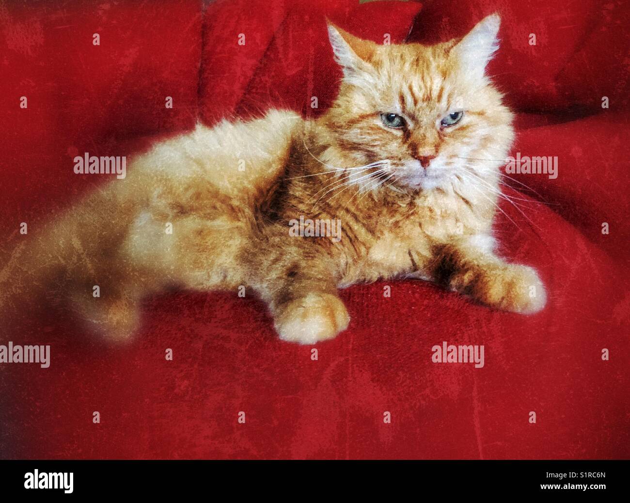 Porträt einer halb Langhaarigen orange tabby Katze auf der roten Couch Stockfoto