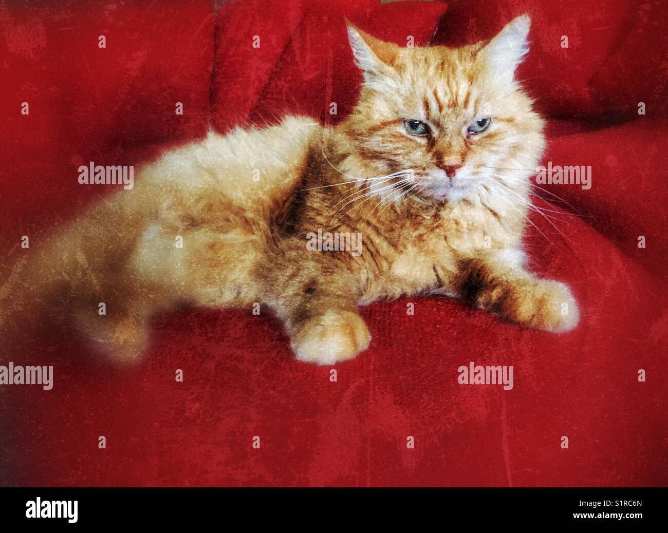 Porträt einer halblanghaarigen orangen Tabbykatze auf rotem Sofa - Smartphone-aufgenommenes Stockfoto