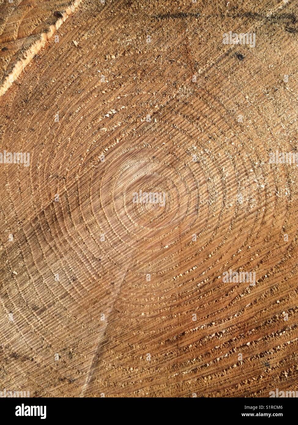 Ringe im Abschnitt des Baumstamms - Smartphone-aufgenommenes Stockfoto