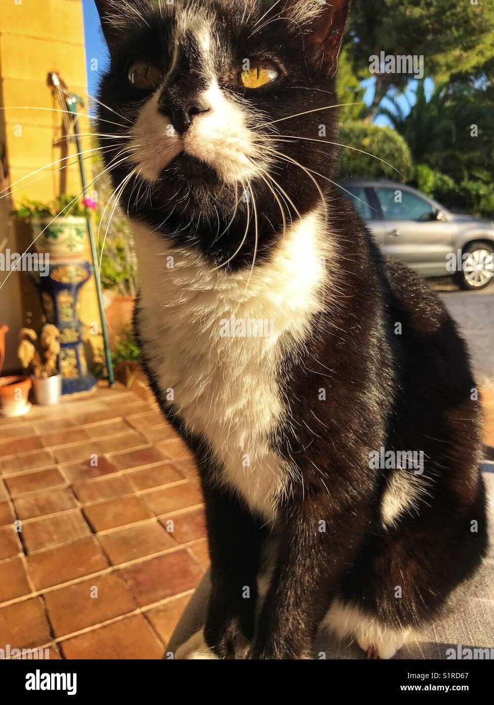 Schwarz-weiße Katze, sitzt auf einem Stuhl, draußen, Nahaufnahme Stockfoto