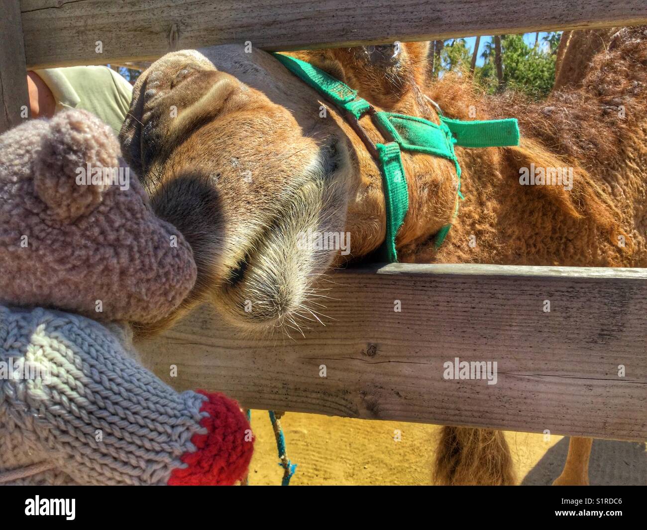 Ein Kamel gibt einen Teddybären einen Kuss. - Smartphone-aufgenommenes Stockfoto
