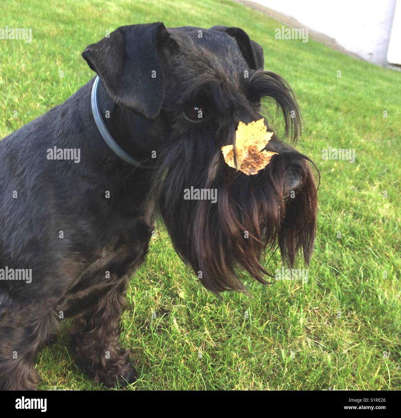 Shnautzer Hund mit gelben Blatt auf seine Nase im Herbst Stockfoto