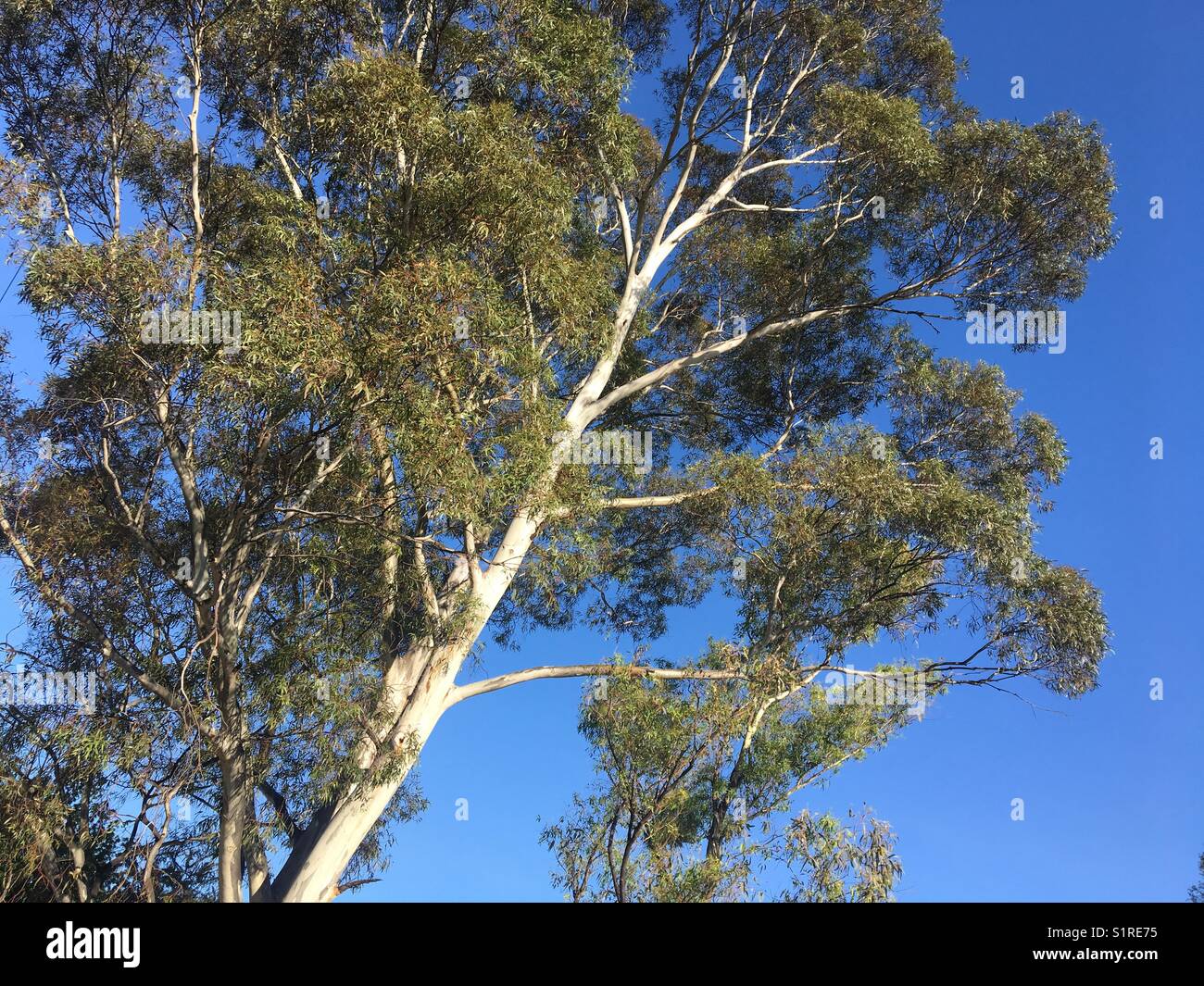 Eukalyptusbaum in Australien - Smartphone-aufgenommenes Stockfoto