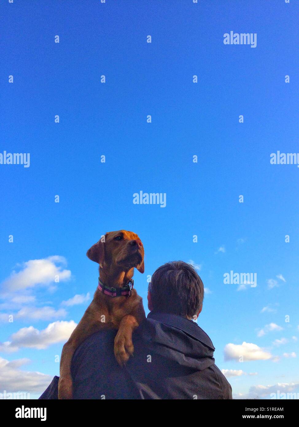 Ein großer Labrador-Hund, der auf den Schultern eines Mannes in einem Rückansicht-Bild mit einem leuchtend blauen Himmel darüber getragen wird Stockfoto