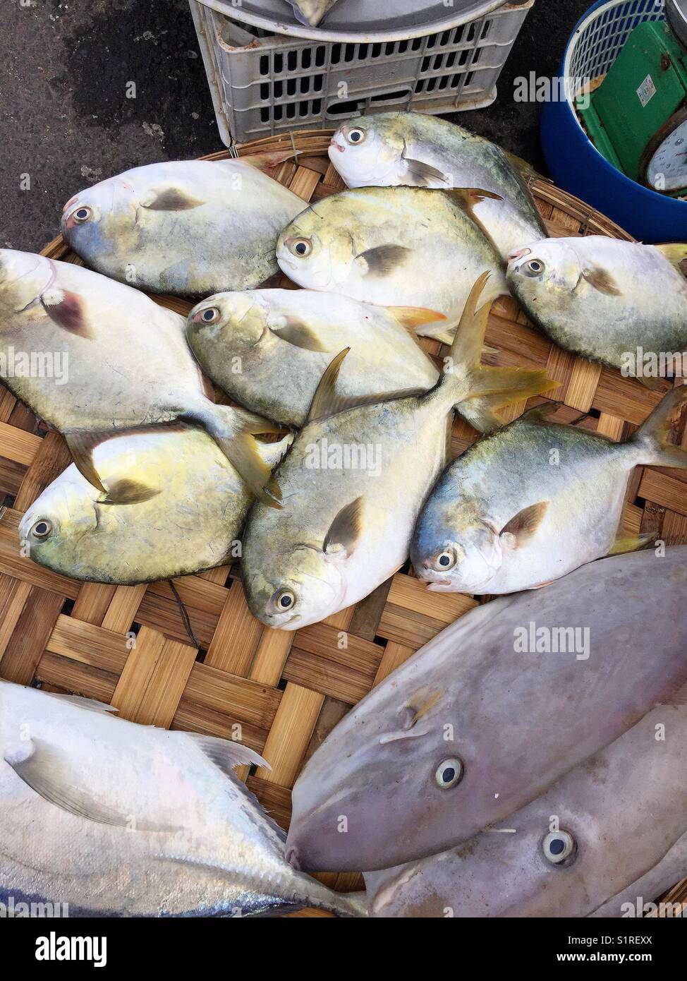 Frische Meeresfrüchte auf dem Fischmarkt in Nha Trang Vietnam. Stockfoto