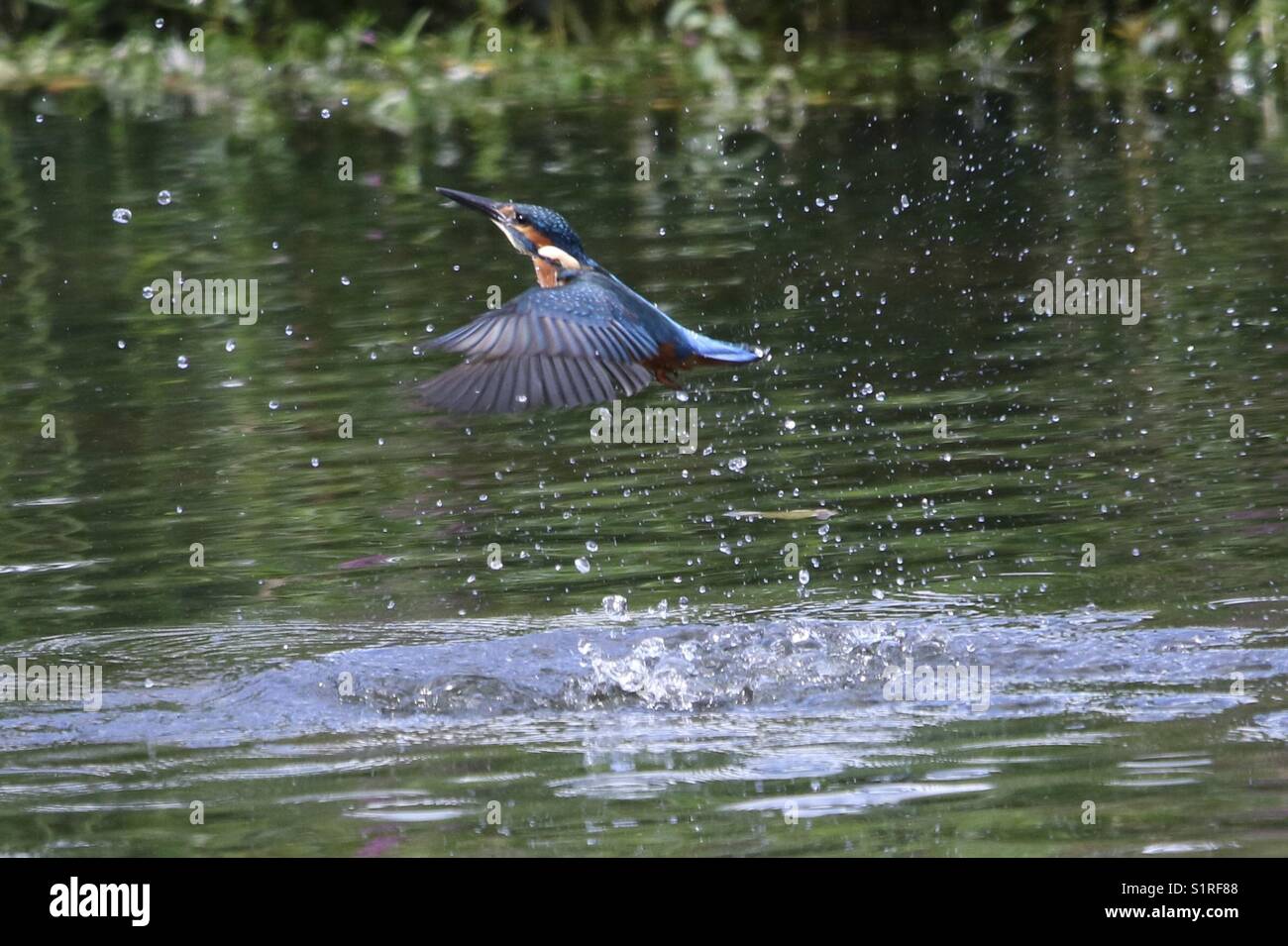 Kingfisher Dive Stockfoto