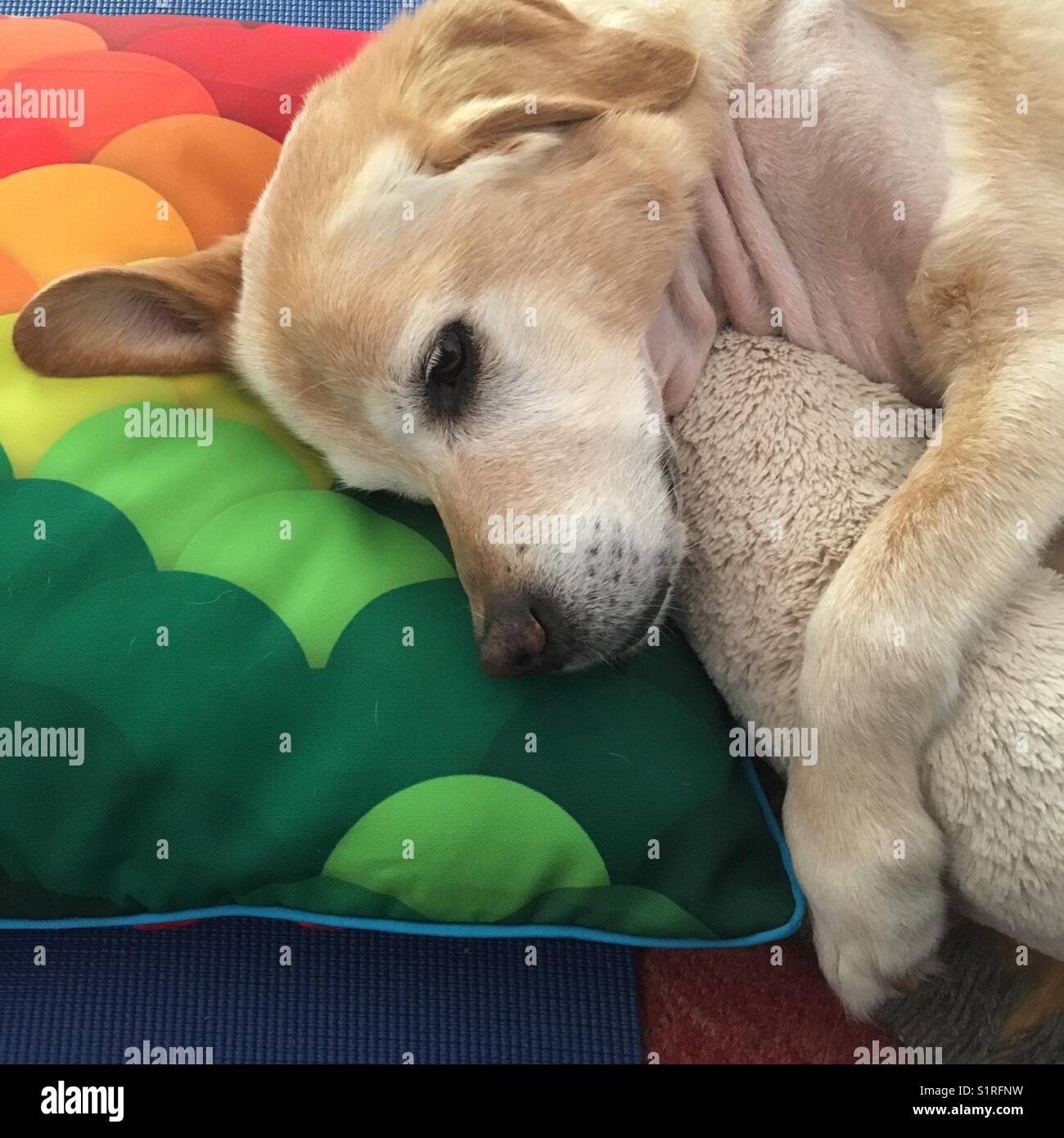 Labrador Hund auf Kissen nach der Operation Stockfoto