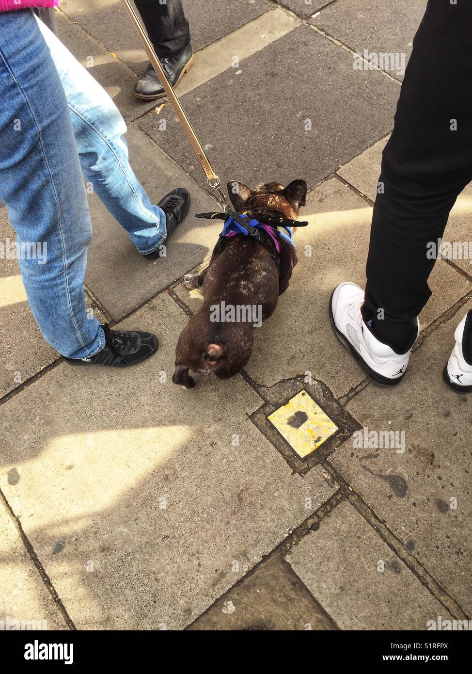 Ein Hund tragen Flügel auf der Portobello Road in London, England - Smartphone-aufgenommenes Stockfoto