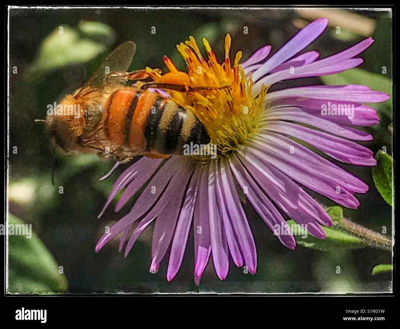 Eine Biene sammelt Pollen aus einem violetten Wildflower Stockfoto